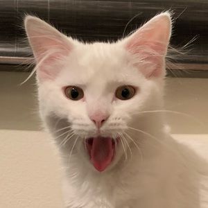 Meet your Posher, Frank